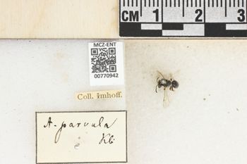 Media type: image;   Entomology 770942 Aspect: Labels
